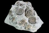 Ammonite (Promicroceras) Cluster - Somerset, England #86238-1